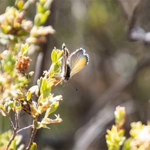 Neolucia agricola at Kambah, ACT - 30 Oct 2024 01:51 PM