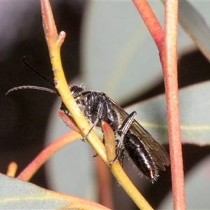 Tiphiidae (family) at Nicholls, ACT - 1 Nov 2024 10:45 AM