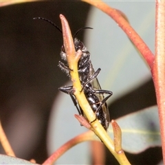 Tiphiidae (family) at Nicholls, ACT - 1 Nov 2024