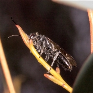 Tiphiidae (family) at Nicholls, ACT - 1 Nov 2024