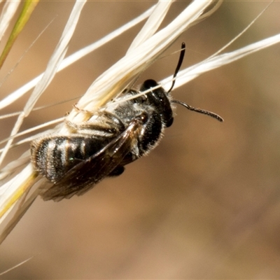 Lasioglossum (Chilalictus) sp. (genus & subgenus) (Halictid bee) at Nicholls, ACT - 31 Oct 2024 by AlisonMilton