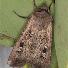 Agrotis infusa (Bogong Moth, Common Cutworm) at Melba, ACT - 31 Oct 2024 by kasiaaus