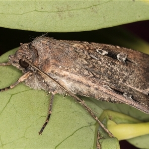 Agrotis infusa at Melba, ACT - 31 Oct 2024