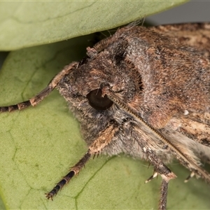 Agrotis infusa at Melba, ACT - 31 Oct 2024