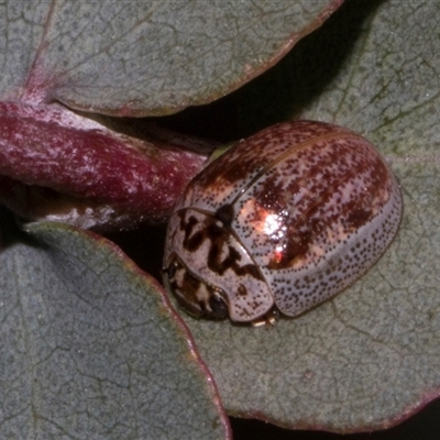 Paropsisterna m-fuscum (Eucalyptus Leaf Beetle) at Nicholls, ACT - 31 Oct 2024 by AlisonMilton