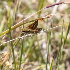 Taractrocera papyria at Kambah, ACT - 30 Oct 2024