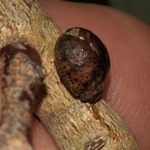 Trachymela sp. (genus) at Nicholls, ACT - 1 Nov 2024