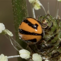 Micraspis frenata (Striped Ladybird) at Nicholls, ACT - 1 Nov 2024 by AlisonMilton