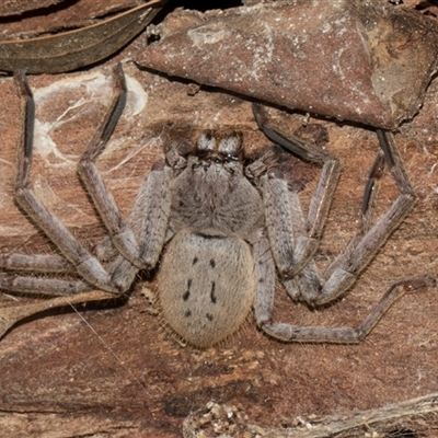 Isopeda canberrana (Canberra Huntsman Spider) at Nicholls, ACT - 1 Nov 2024 by AlisonMilton