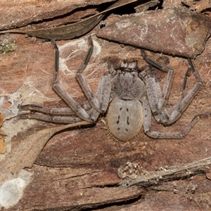 Isopeda canberrana at Nicholls, ACT - 1 Nov 2024 11:39 AM