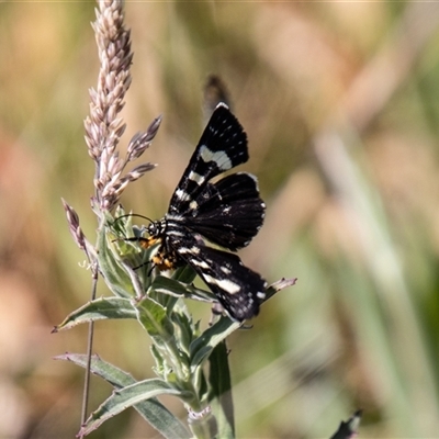 Phalaenoides tristifica (Willow-herb Day-moth) at Tharwa, ACT - 30 Oct 2024 by SWishart