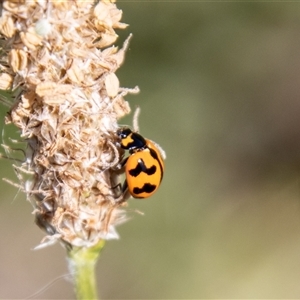 Coccinella transversalis at Tharwa, ACT - 30 Oct 2024