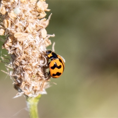 Coccinella transversalis (Transverse Ladybird) at Tharwa, ACT - 30 Oct 2024 by SWishart