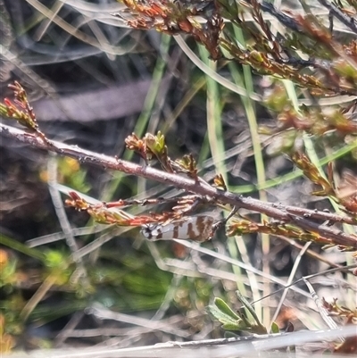 Isomoralla eriscota (Philobota Group) at Bungendore, NSW - 3 Nov 2024 by clarehoneydove