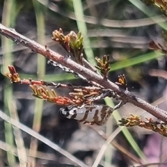 Isomoralla eriscota at Bungendore, NSW - 3 Nov 2024