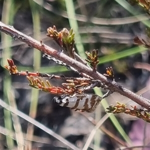 Isomoralla eriscota at Bungendore, NSW - 3 Nov 2024