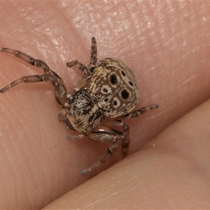 Cymbacha ocellata at Nicholls, ACT - 1 Nov 2024 11:09 AM