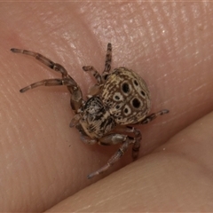 Cymbacha ocellata at Nicholls, ACT - 1 Nov 2024 11:09 AM