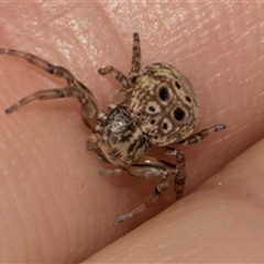 Cymbacha ocellata at Nicholls, ACT - 1 Nov 2024 11:09 AM