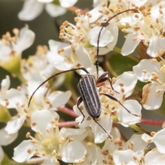 Syllitus rectus at Nicholls, ACT - 1 Nov 2024