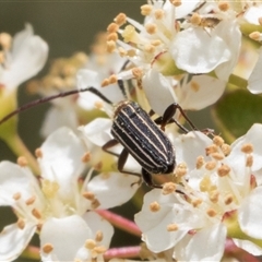 Syllitus rectus at Nicholls, ACT - 1 Nov 2024