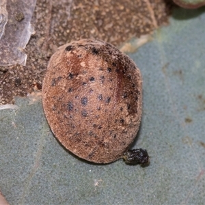 Trachymela sp. (genus) at Nicholls, ACT - 1 Nov 2024