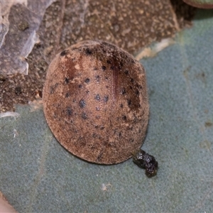 Trachymela sp. (genus) at Nicholls, ACT - 1 Nov 2024