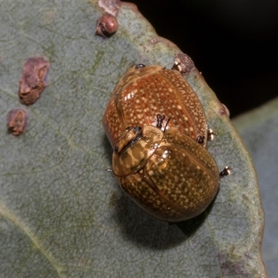 Paropsisterna cloelia (Eucalyptus variegated beetle) at Nicholls, ACT - 1 Nov 2024 by AlisonMilton