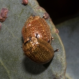 Paropsisterna cloelia at Nicholls, ACT - 1 Nov 2024