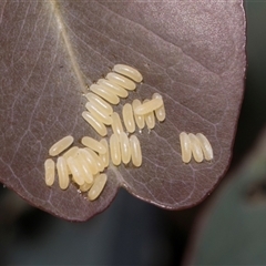 Paropsisterna cloelia (Eucalyptus variegated beetle) at Nicholls, ACT - 1 Nov 2024 by AlisonMilton