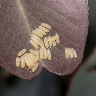 Paropsisterna cloelia (Eucalyptus variegated beetle) at Nicholls, ACT - 1 Nov 2024 by AlisonMilton