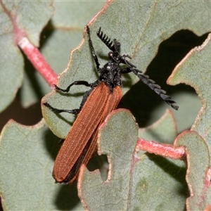 Porrostoma rhipidium at Nicholls, ACT - 1 Nov 2024