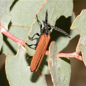 Porrostoma rhipidium at Nicholls, ACT - 1 Nov 2024