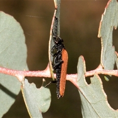 Porrostoma rhipidium at Nicholls, ACT - 1 Nov 2024