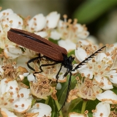 Porrostoma rhipidium at Nicholls, ACT - 1 Nov 2024