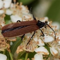 Porrostoma rhipidium at Nicholls, ACT - 1 Nov 2024