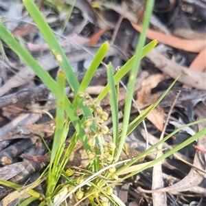 Lomandra filiformis subsp. coriacea at Bungendore, NSW - 3 Nov 2024