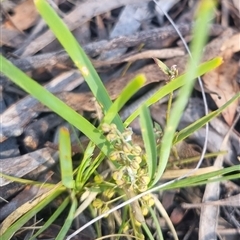 Lomandra filiformis subsp. coriacea at Bungendore, NSW - 3 Nov 2024