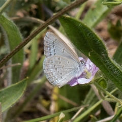 Zizina otis (Common Grass-Blue) at Nicholls, ACT - 1 Nov 2024 by AlisonMilton