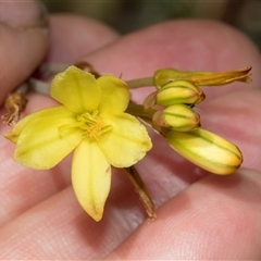 Bulbine bulbosa (Golden Lily, Bulbine Lily) at Nicholls, ACT - 1 Nov 2024 by AlisonMilton