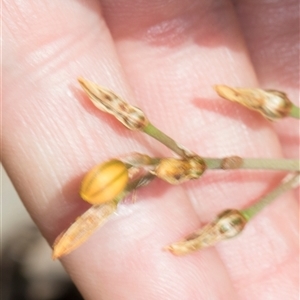 Bulbine bulbosa at Nicholls, ACT - 1 Nov 2024 12:41 PM