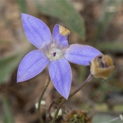 Wahlenbergia luteola (Yellowish Bluebell) at Nicholls, ACT - 1 Nov 2024 by AlisonMilton