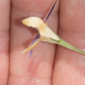 Wahlenbergia luteola at Nicholls, ACT - 1 Nov 2024