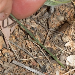 Wahlenbergia luteola at Nicholls, ACT - 1 Nov 2024