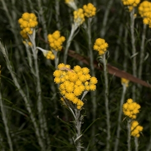 Chrysocephalum semipapposum at Nicholls, ACT - 1 Nov 2024