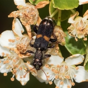 Eleale pulchra at Nicholls, ACT - 1 Nov 2024