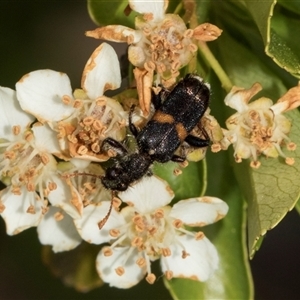 Eleale pulchra at Nicholls, ACT - 1 Nov 2024