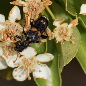 Eleale pulchra at Nicholls, ACT - 1 Nov 2024