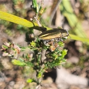 Melobasis propinqua at Bungendore, NSW - 3 Nov 2024