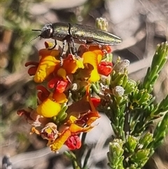 Melobasis propinqua at Bungendore, NSW - 3 Nov 2024